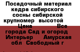 Посадочный материал кедра сибирского (сосны сибирской) крупномер, высотой 3-3.5  › Цена ­ 19 800 - Все города Сад и огород » Интерьер   . Амурская обл.,Свободный г.